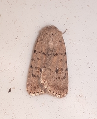 Caradrina clavipalpis