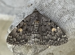 Idia aemula