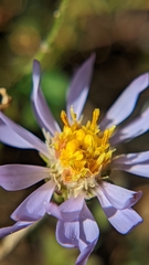 Symphyotrichum spathulatum