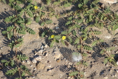 Tribulus terrestris