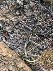 Sansevieria aethiopica