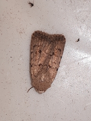 Caradrina clavipalpis