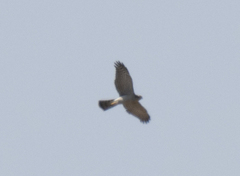 Accipiter brevipes