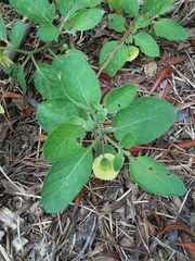 Physalis walteri