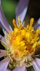 Symphyotrichum spathulatum