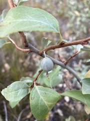 Elaeagnus commutata