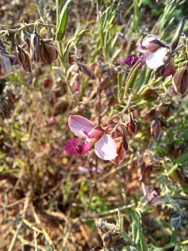 Image of Rough Falsepea (Polygala affinis) by (c) Danie Palm, some rights reserved (CC BY)