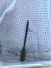 Aeshna mixta