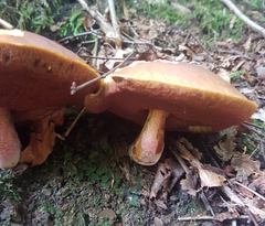 Boletaceae