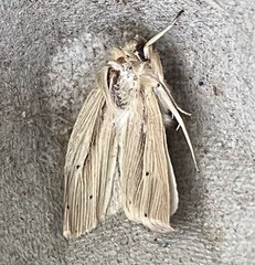 Mythimna oxygala