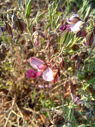 Image of Rough Falsepea (Polygala affinis) by (c) Danie Palm, some rights reserved (CC BY)