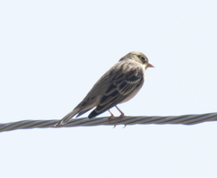 Emberiza hortulana