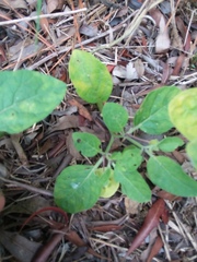 Physalis walteri