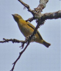 Euphonia chlorotica