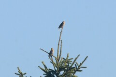 Coccothraustes coccothraustes