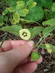 Physalis walteri