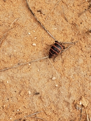 Megetra