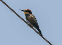 Merops apiaster