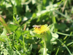 Apis mellifera