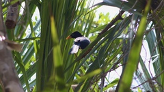 Cyanocorax yucatanicus