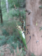 Trichonephila clavata
