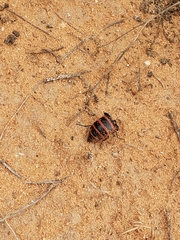 Megetra