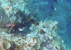 Acanthurus pyroferus