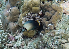 Acanthurus pyroferus