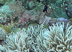 Amphiprion perideraion