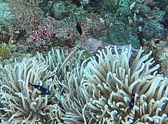 Amphiprion perideraion