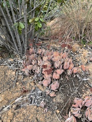 Crassula swaziensis