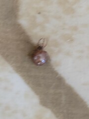 Amblyomma americanum