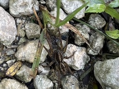 Lycosinae