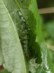 Spilomelinae