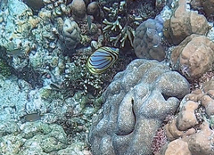 Chaetodon meyeri