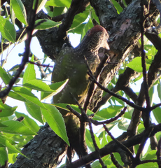 Picus viridis
