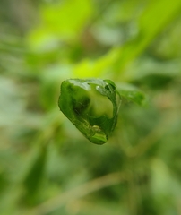 Spilomelinae