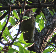 Picus viridis