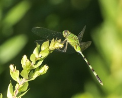 Erythemis vesiculosa