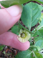 Physalis walteri