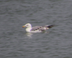Larus michahellis
