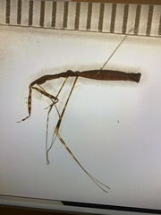 Emesaya brevipennis