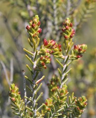 Passerina obtusifolia