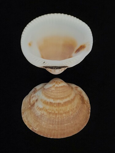 Glycymeris maculata