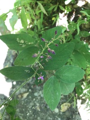 Desmodium perplexum