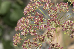 Laserpitium latifolium