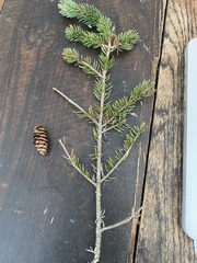 Picea rubens