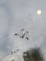 Neogerris hesione