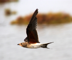 Glareola pratincola