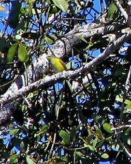 Euphonia chlorotica